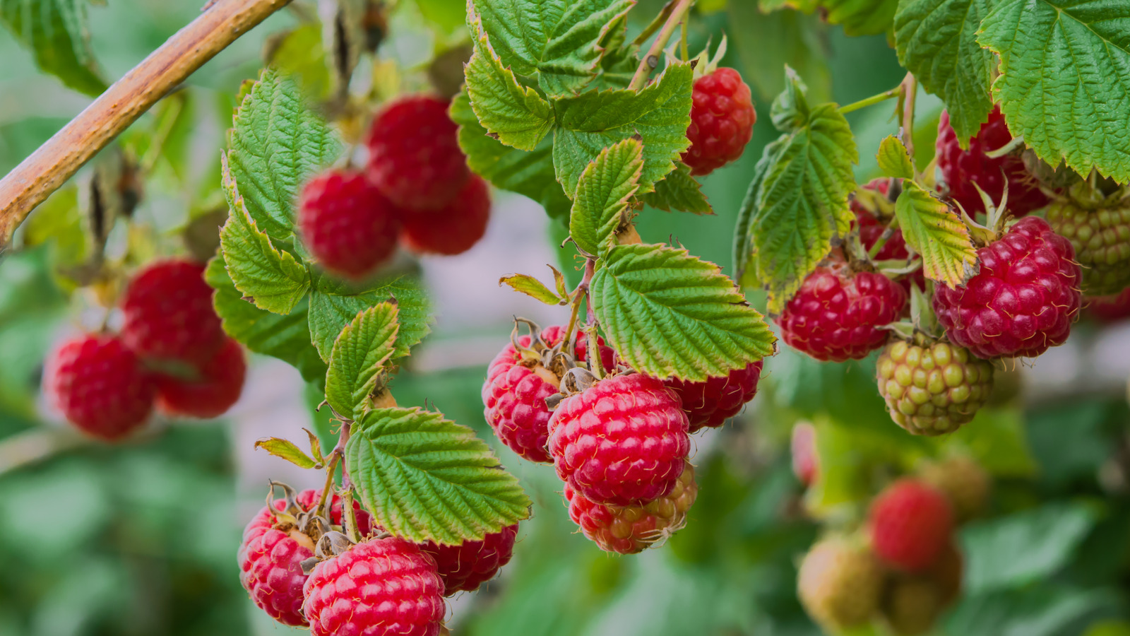 The Country That Produces The Most Raspberries