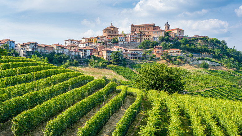 Vineyard in La Morra, Italy