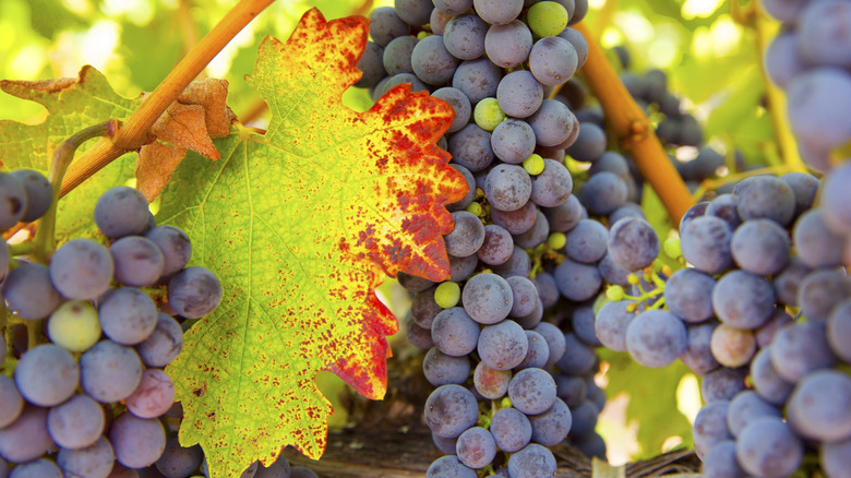 Grapes in Napa Valley vineyard