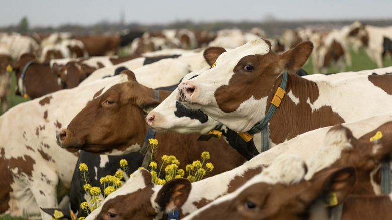 A herd of cows graze in a field