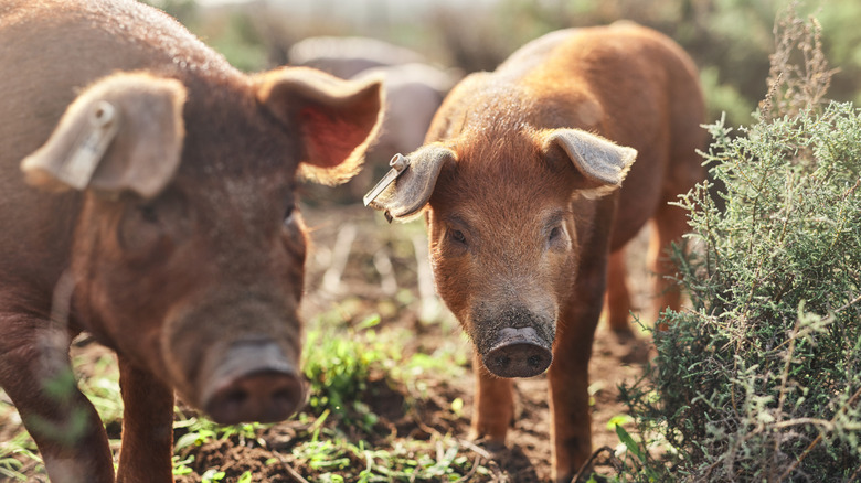 Two brown pigs in a grassy area with plants