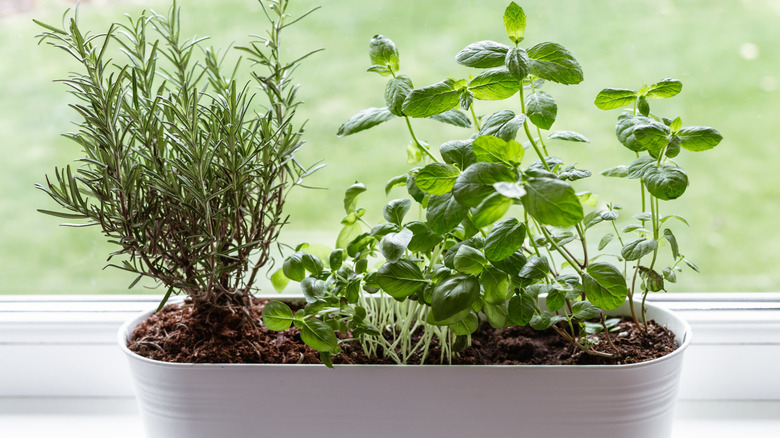 Basil, mint, and rosemary growing in small windowsill planter
