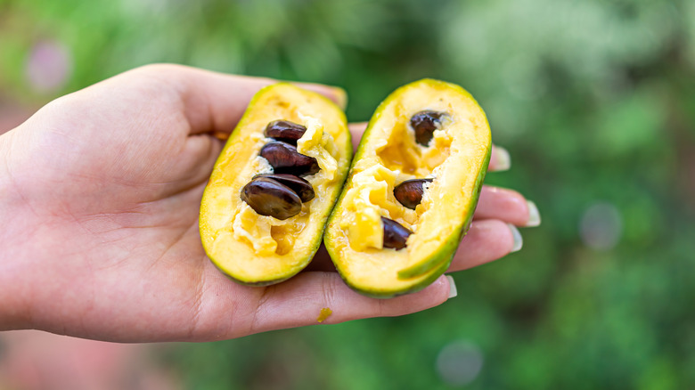 Hand holding a pawpaw fruit cut in half