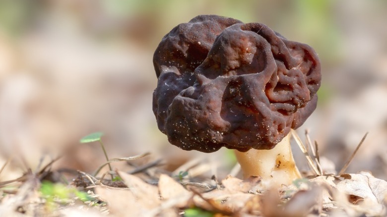 Gyromitra esculenta, or false morel.