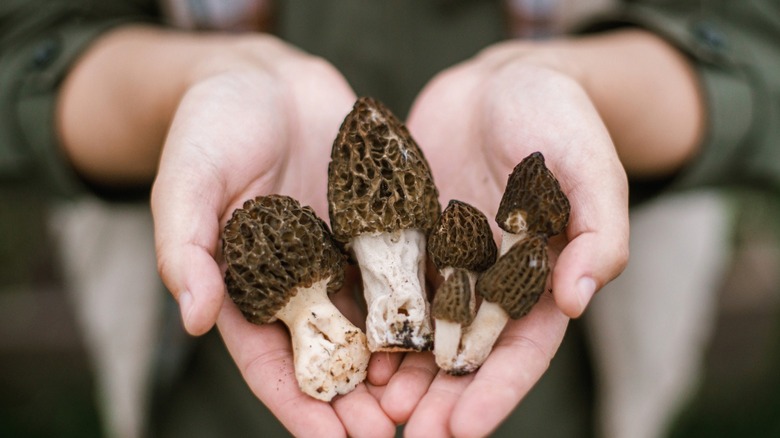 Hands holding morel mushrooms.