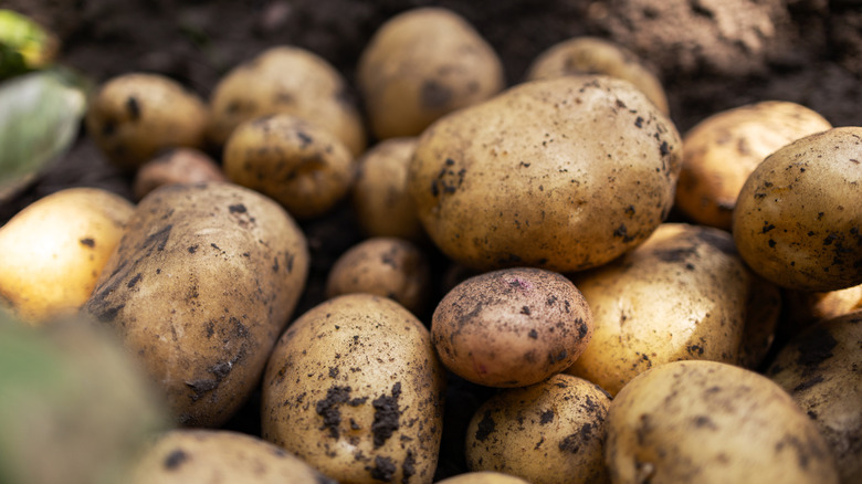 Dirty arvested potatoes