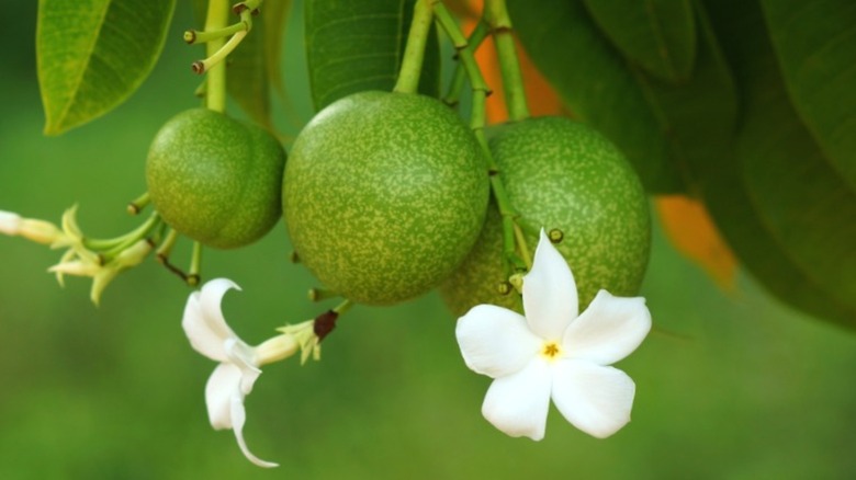 Fruits from the Thai pong pong suicide tree with white flowers