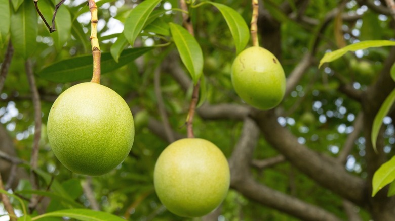 Fruits from the Thai pong pong suicide tree