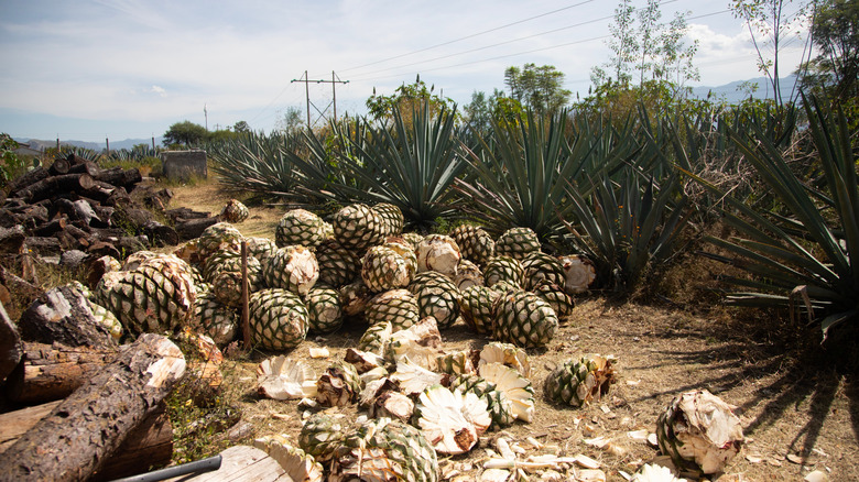 Trimmed agave pineapples in field next to blue agave plants