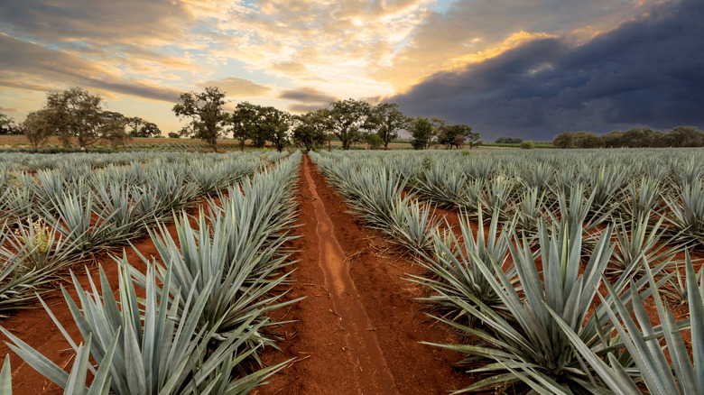 A field of young agave plants growing in red dirt, with a cloudy sunset in the background