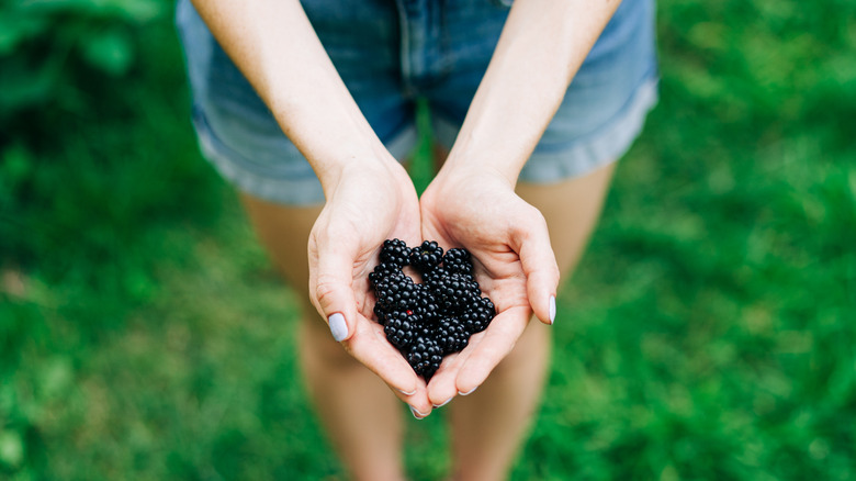 Hands holding blackberries