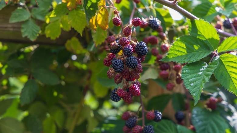 Blackberries ripening on a bush