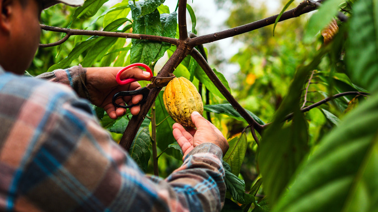 A person pruning a cocoa tree.