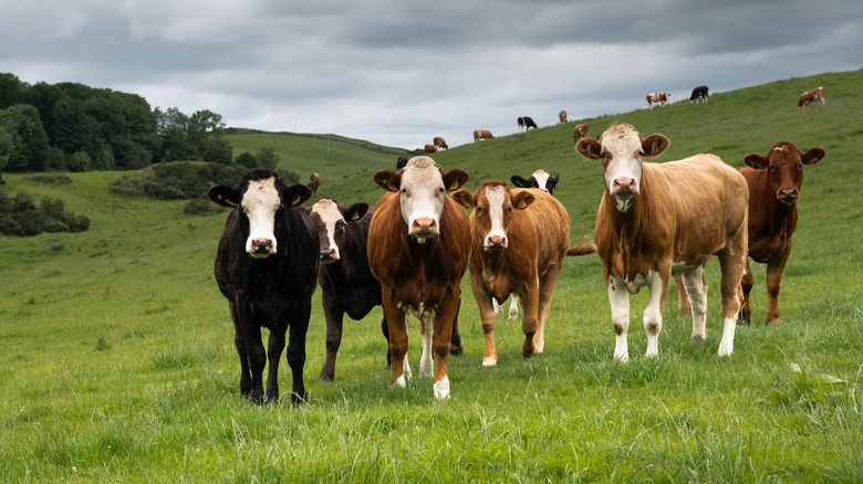Cows standing in a field.