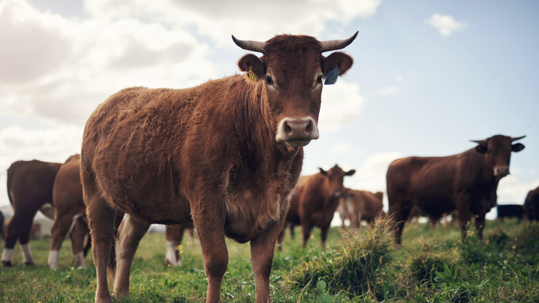 Cows standing in a field.