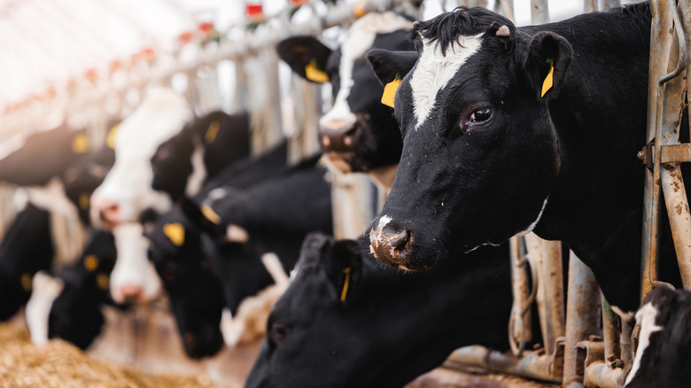 A row of cows lined up in an industrial farm