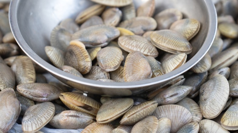 Clams in a stainless steel bowl atop a bed of more clams.