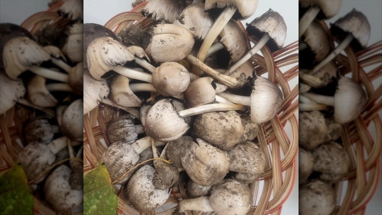A basket of inky cap mushrooms.