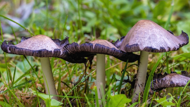 Close-ups of inky cap mushrooms growing in the wild.