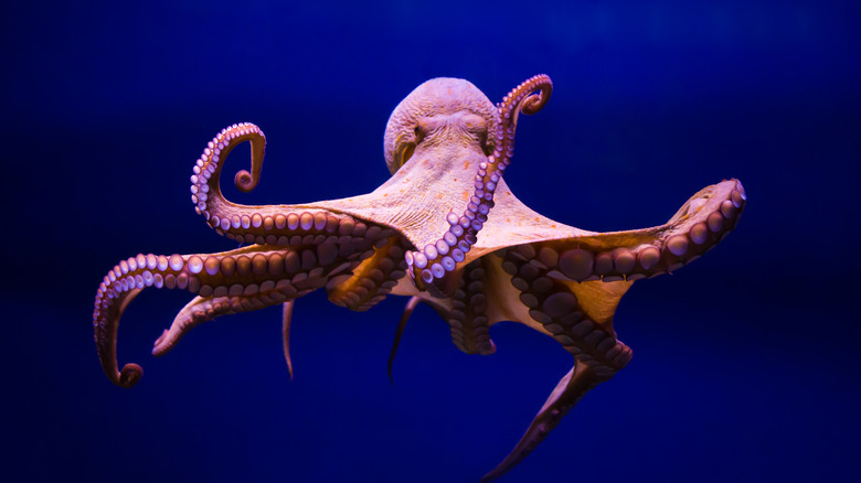 An octopus with its arms spread out swimming through dark blue water.