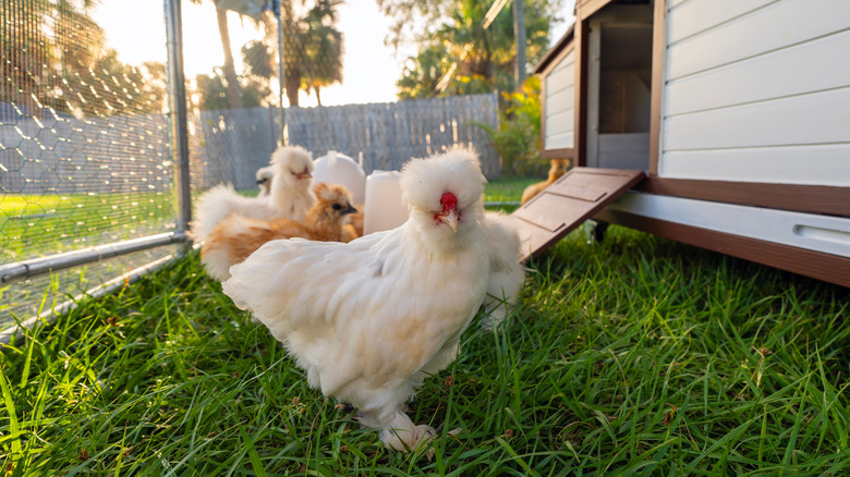 A group of fluffy chickens on a fenced-in patch of grass outside a backyard coop