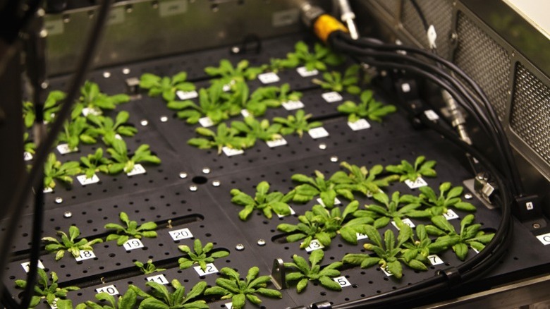 Plants being grown on the International Space Station.