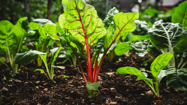 Beet root greens reach above rich soil in a garden