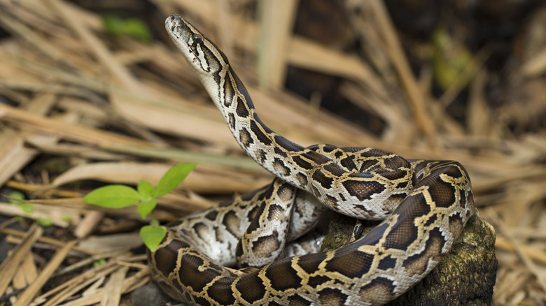A wild Burmese python