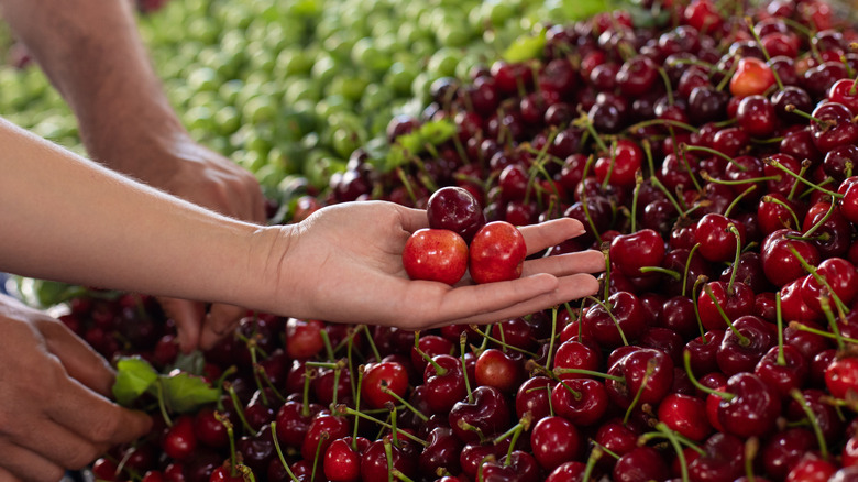 A hand holding three cherries in front of a pile of cherries at the grocery store