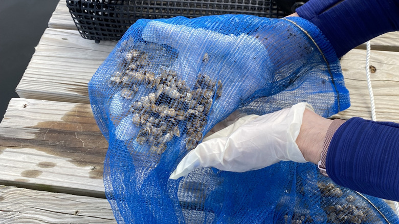 Young farmed oysters in a blue mesh bag