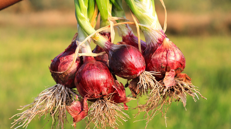 A row of freshly cultivated red onions from a vegetable garden.