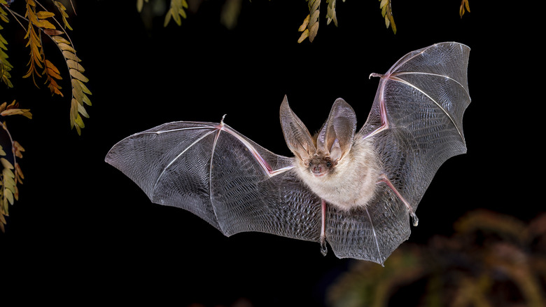 A brown-eared bat in flight during the night