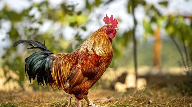 A rooster, or a male chicken.
