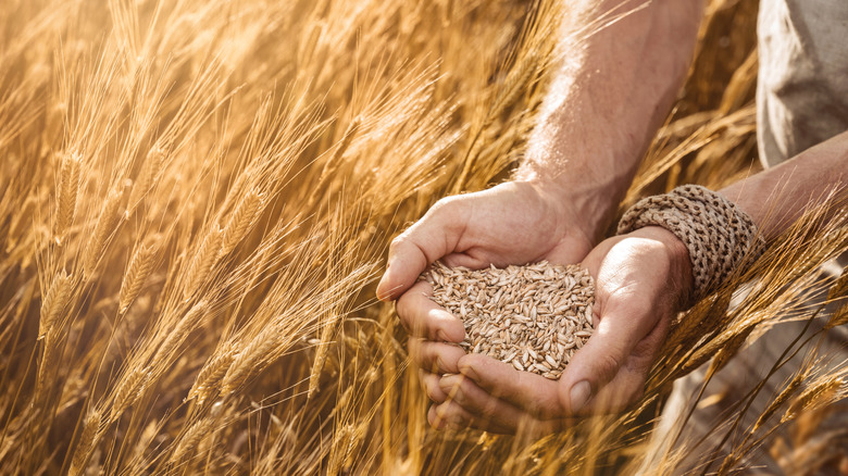 Farmer holding up a handful of grain in front of a row of golden wheat.
