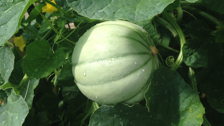 An unripe canteloupe on the vine