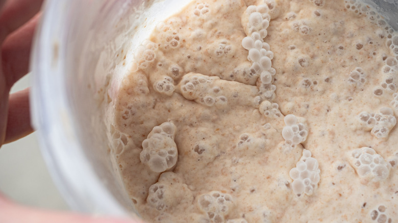 Close up of active and bubbly sourdough starter