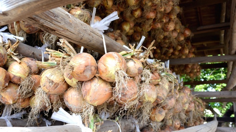 Awaji onions hung in a shack.