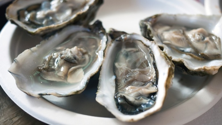 Oysters in the shell on a plate.