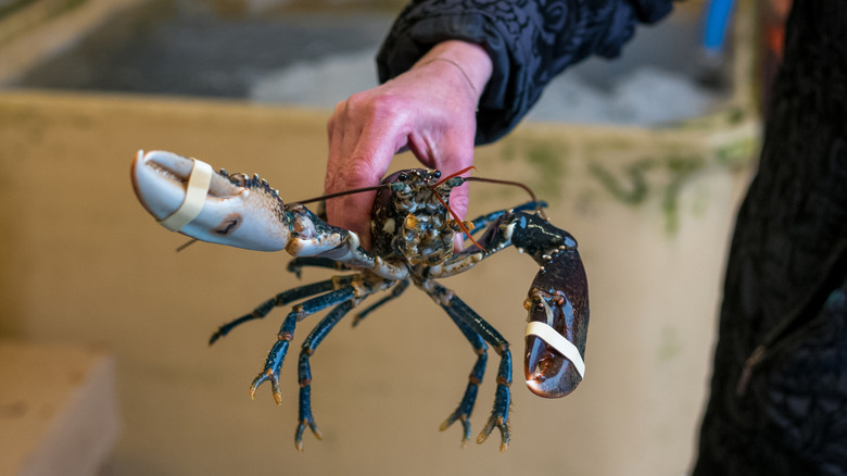 A man holds a live lobster with banded claws