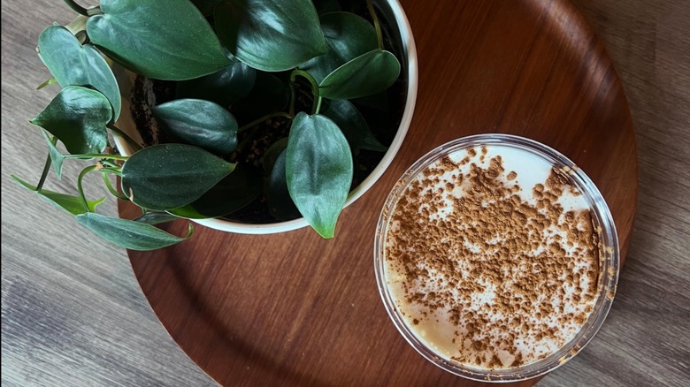 Overhead view of coffee drink beside a potted plant on a wooden table from Perkatory