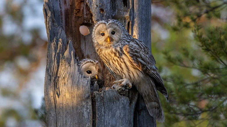 owls perched on trees