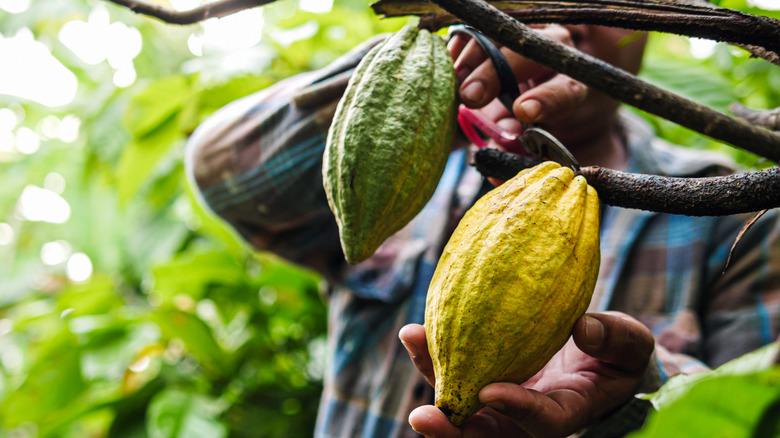 Person using shears to harvest cocoa beans