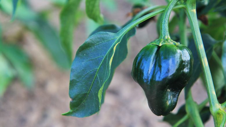 Closeup of a young chilhuacle pepper growing among leaves