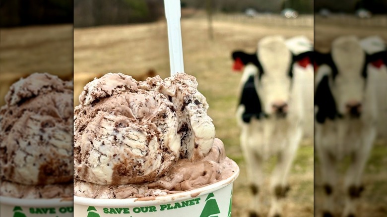 A cup of Howling Cow Ice Cream with a cow in the background.
