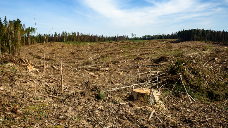 Deforested land