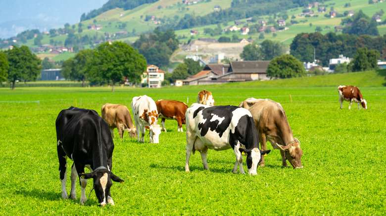 Cows grazing in a grassy field