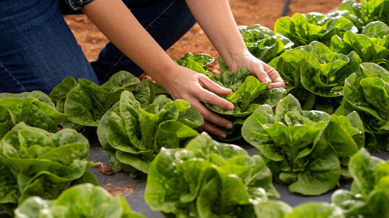 A farmer working with heads of lettuce in the soil.