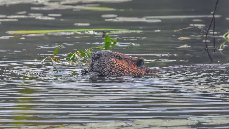 A beaver swims in a lake