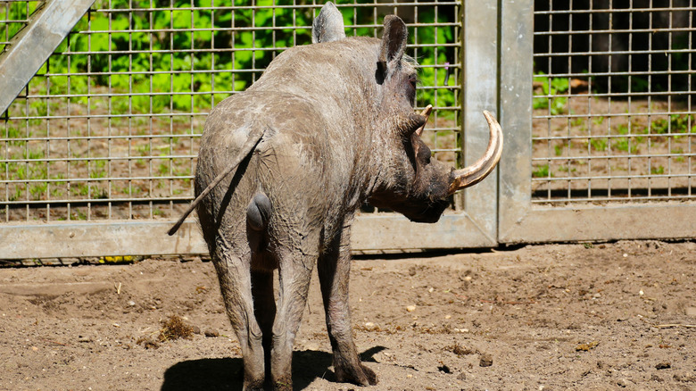 A warthog seen from behind