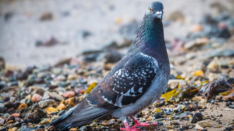 A pigeon stands on the beach